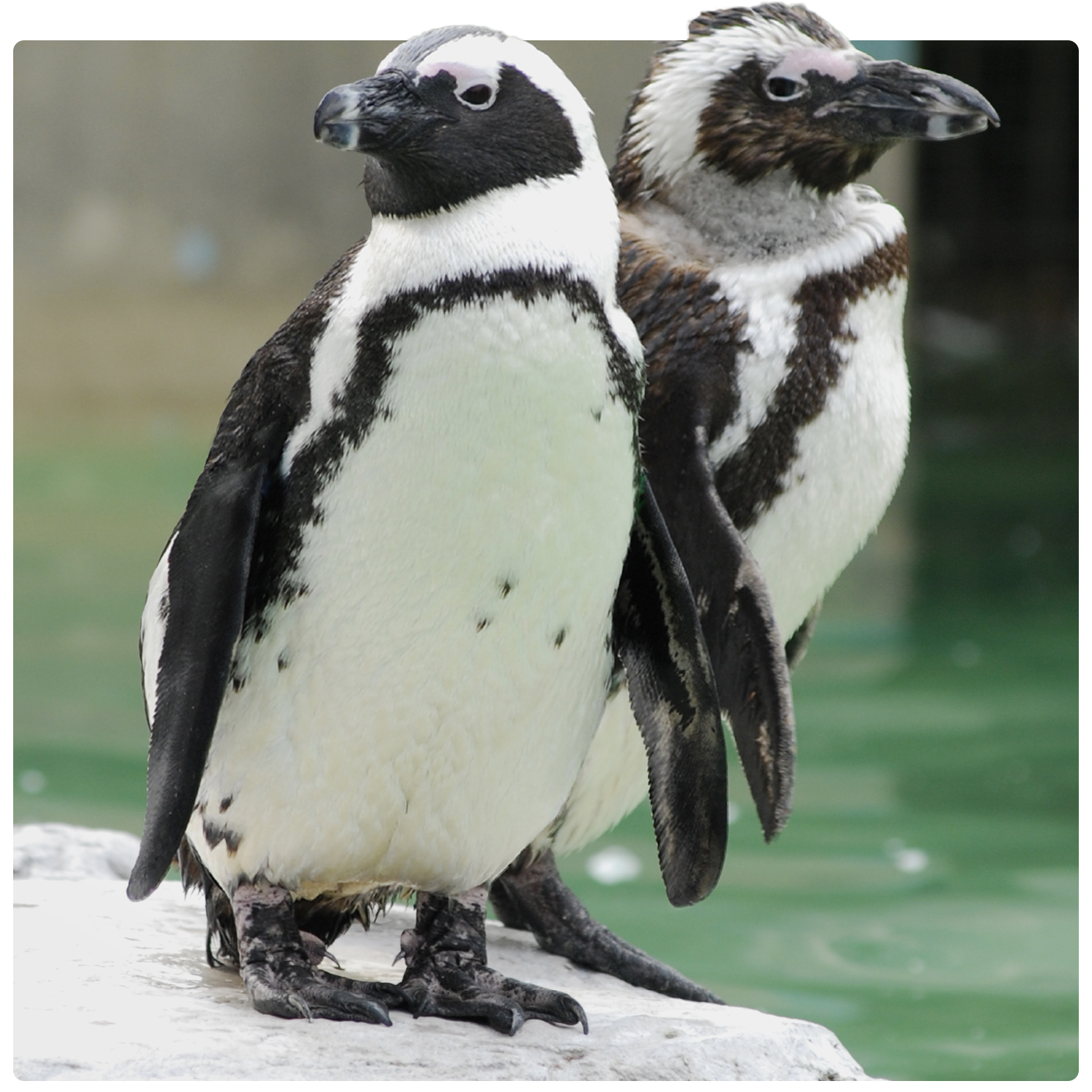 Zoological Society of East Anglia – IT Support Partner Zoological Society of East Anglia – IT Support Partner